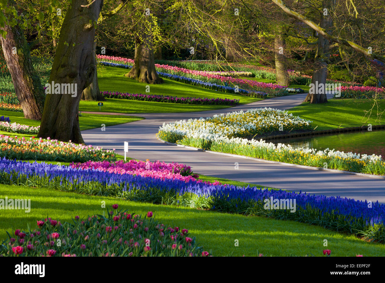 Weg durch Keukenhof Gärten, Südholland, Niederlande Stockfoto