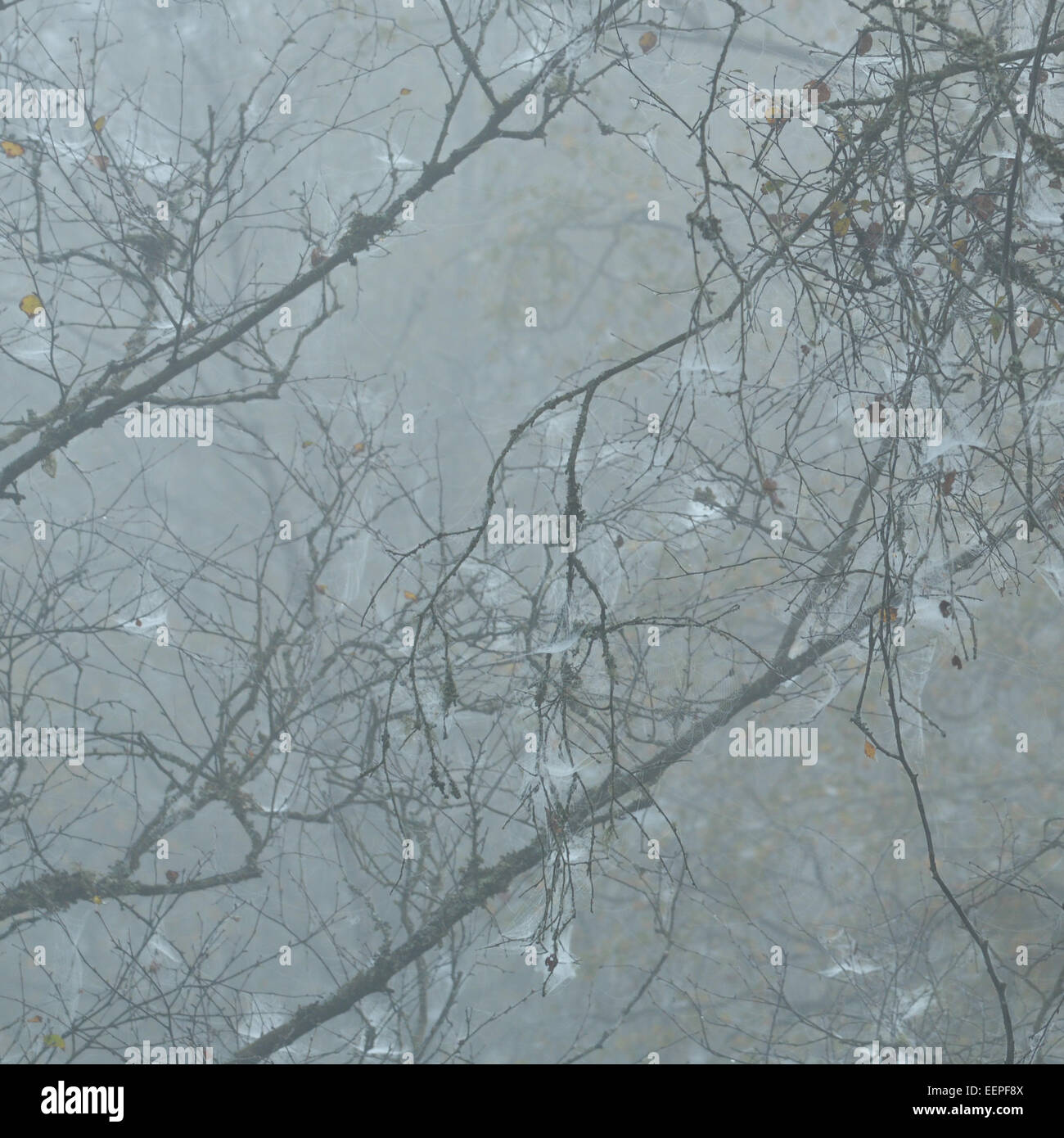 Auszug aus Birke - Betula Pendula - in Spinnweben im Nebel bedeckt Stockfoto