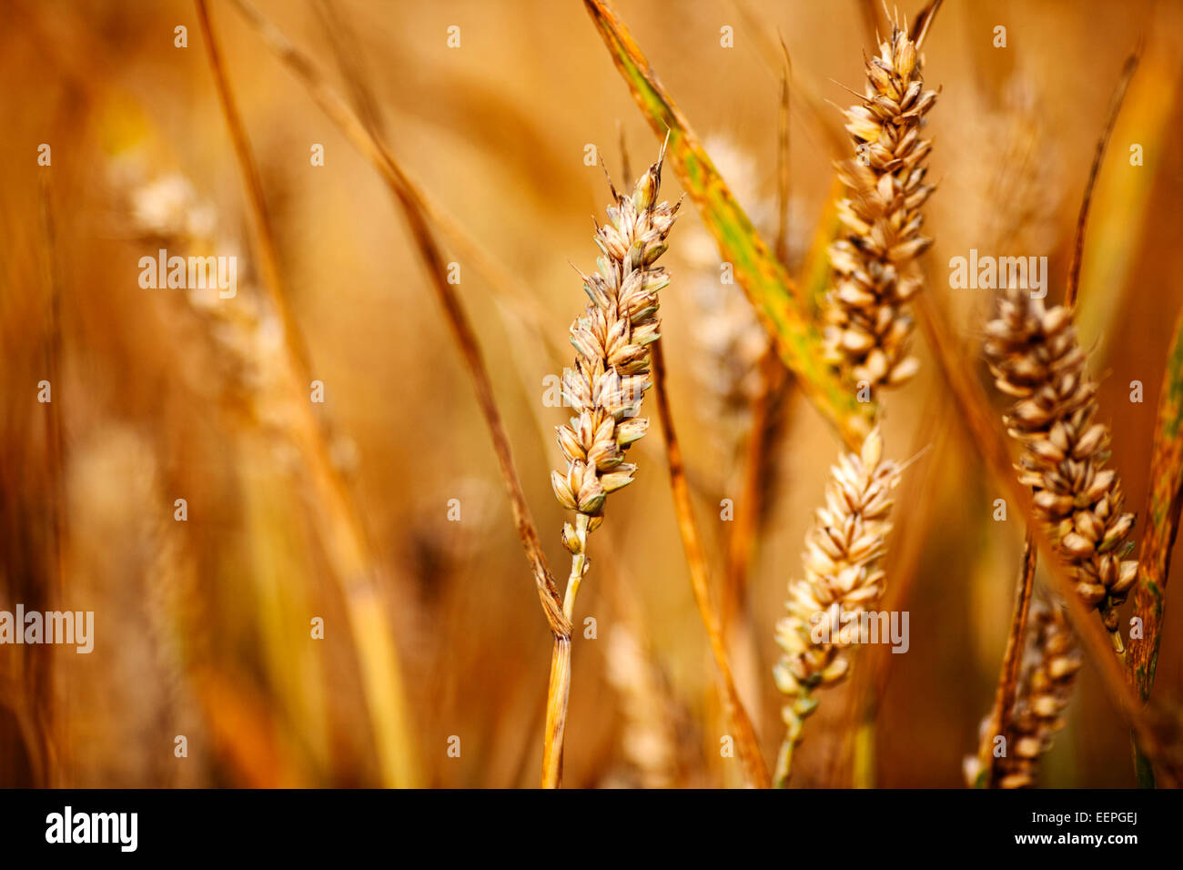 Weizen wächst auf einem Feld in Nordirland Stockfoto
