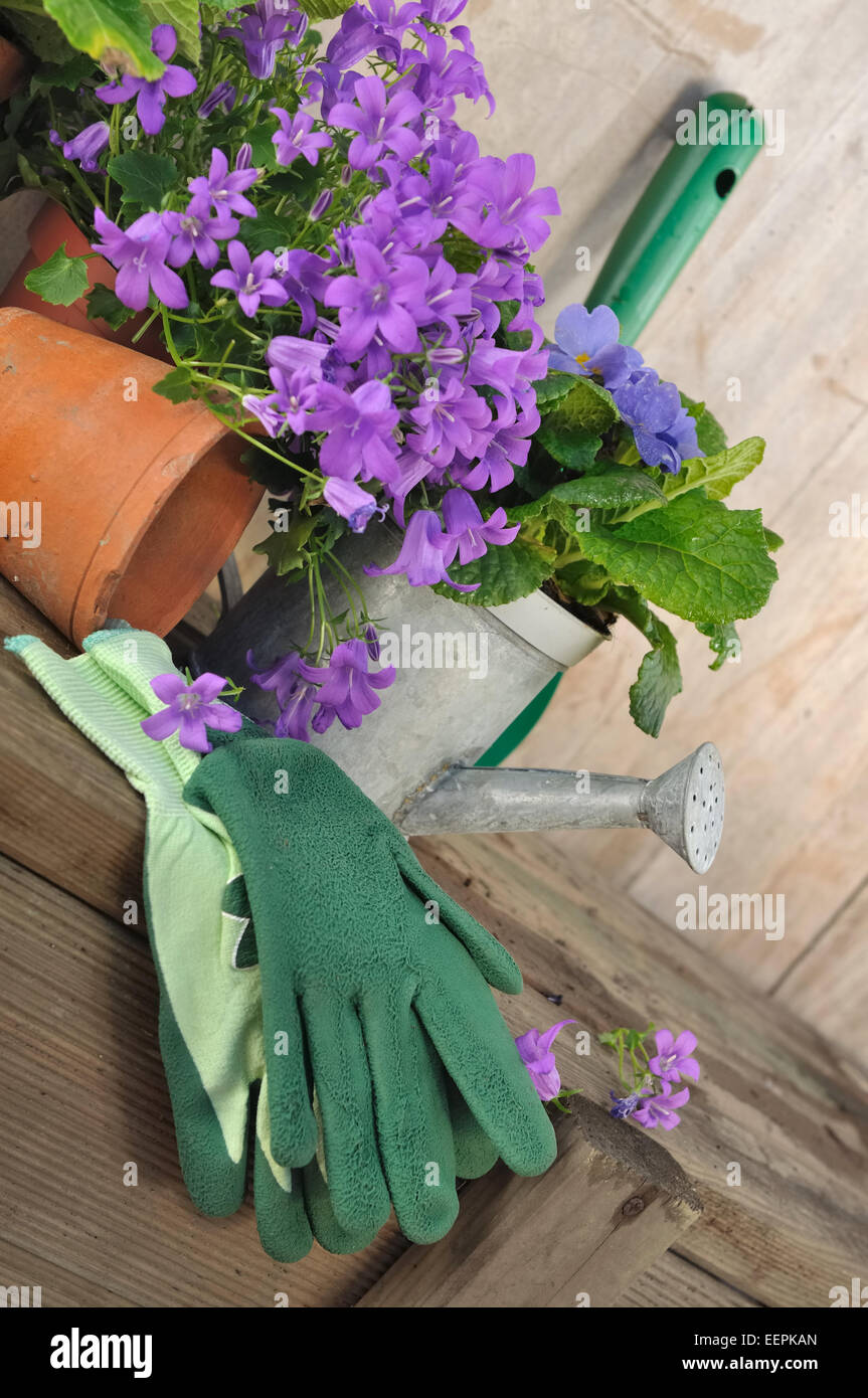 Glockenblumen in Topf mit Garten-Accessoires auf hölzernen Hintergrund Stockfoto