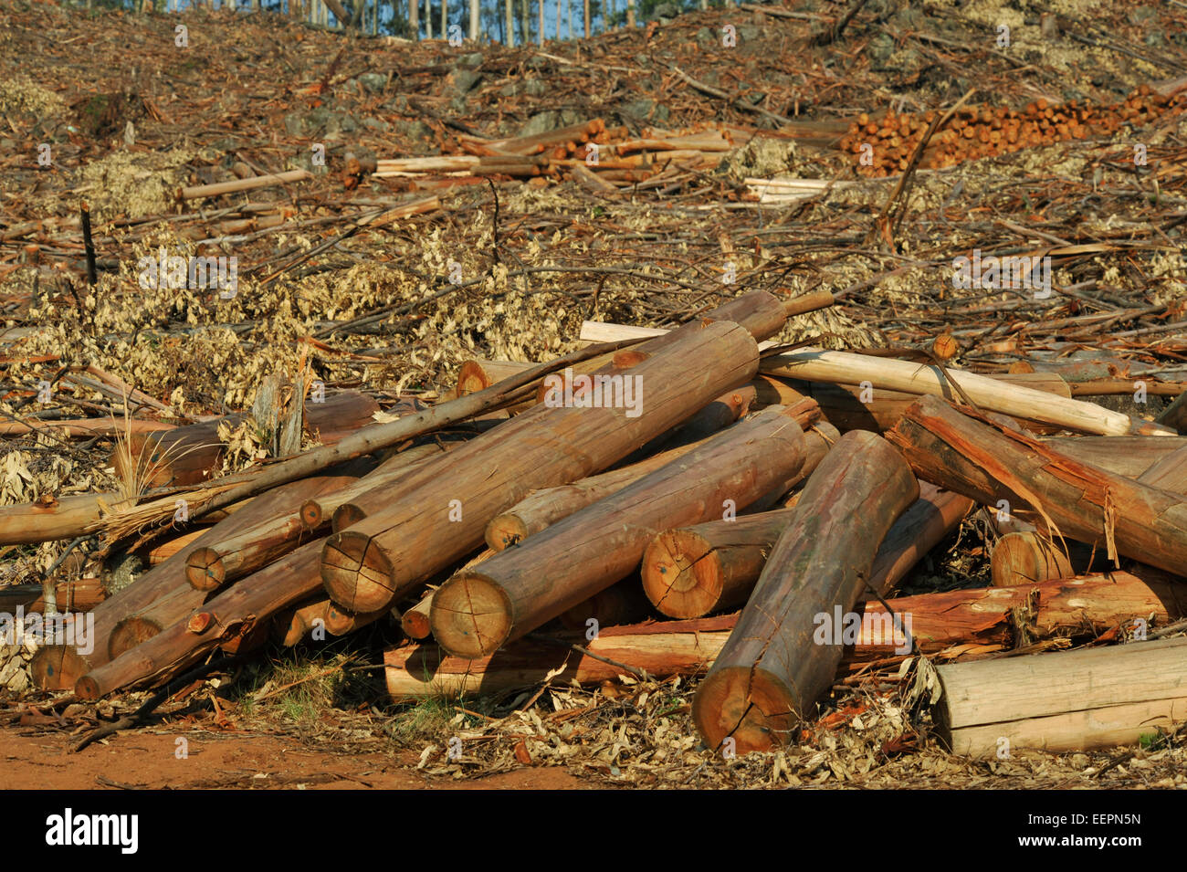 Nelspruit, Mpumalanga, Südafrika, Forstwirtschaft, Holzstapel, Holzernte, Landwirtschaft, Landschaft, Baum, Heap Stockfoto