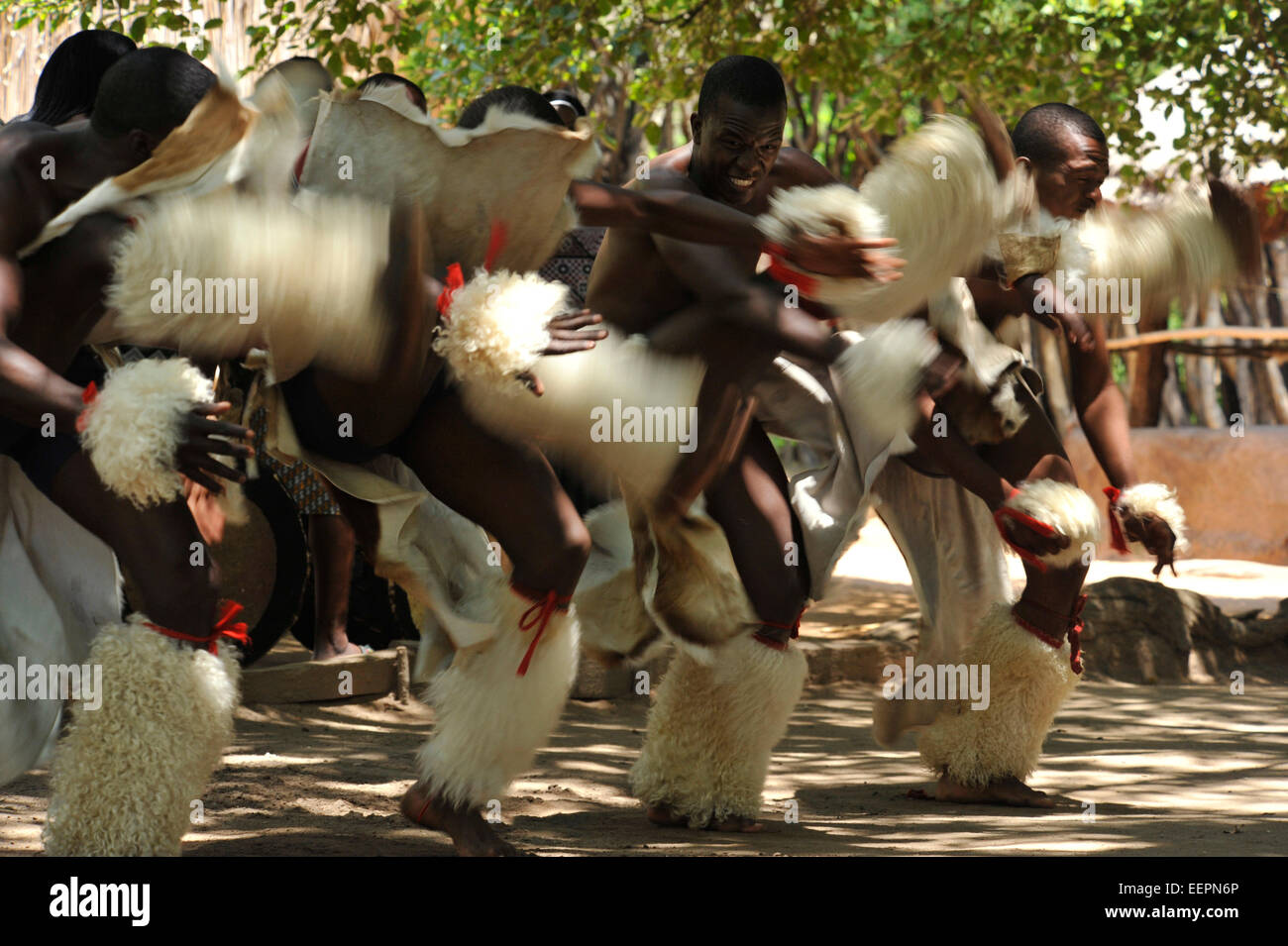 Gruppe männlicher Swazi Tänzerinnen high energy Krieg Tanz für Touristen im Matsamo Culture Village, Swasiland Kulturen Reiseziele Stockfoto