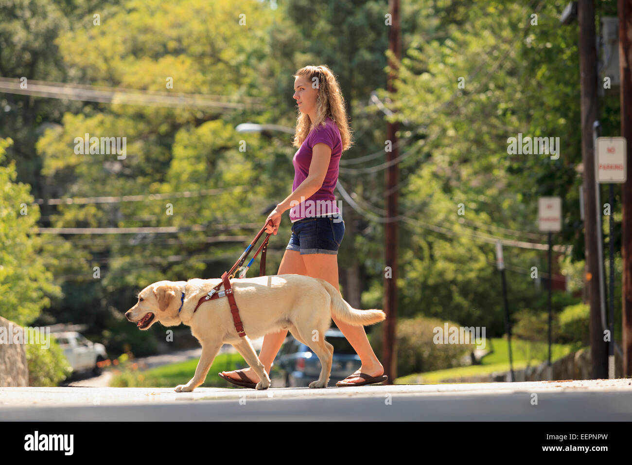 Schüler mit Sehbehinderung und ihrem Servicehund über die Straße Stockfoto