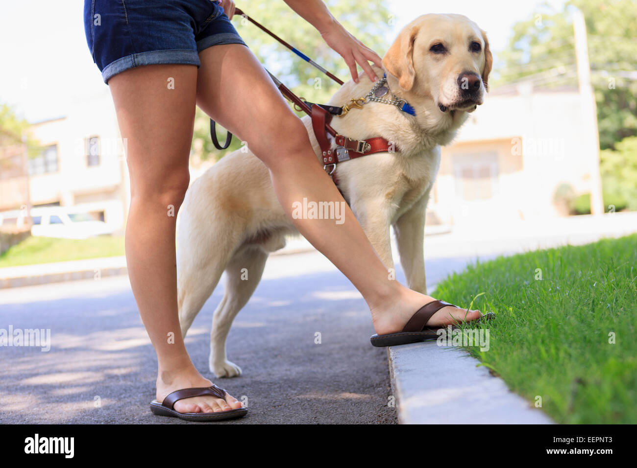 Service-Hund helfen, eine Frau mit Sehbehinderung an eine Bordsteinkante Stockfoto