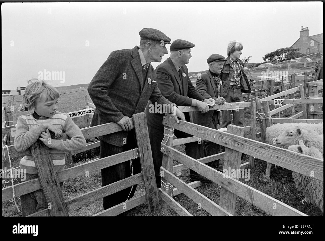 Agrarmesse, Shetland. Stockfoto