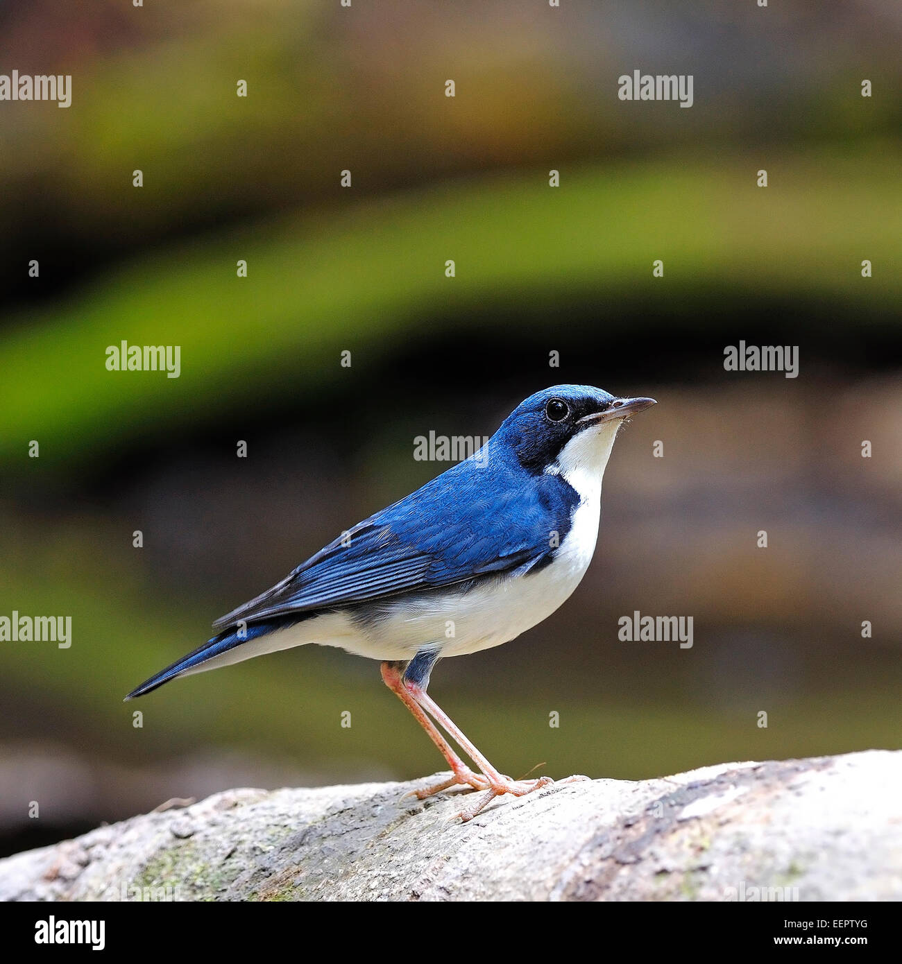 Kleine blaue Vogel, männliche sibirische blaue Robin (Luscinia Cyane), stehend auf das Protokoll Stockfoto