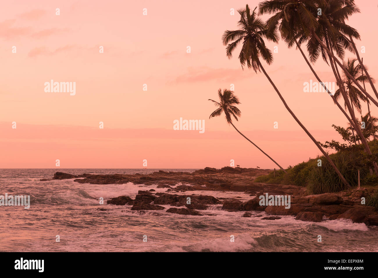 Rosa Sonnenuntergang Rocky Point. Rosa Sonnenuntergang am Rocky Point, Goyambokka, Tangalle, südlichen Provinz, Sri Lanka, Asien. Stockfoto