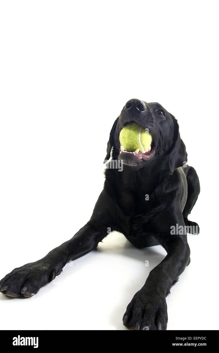 Ein schwarzer Labrador mit einem Tennisball in den Mund zur Festlegung Stockfoto