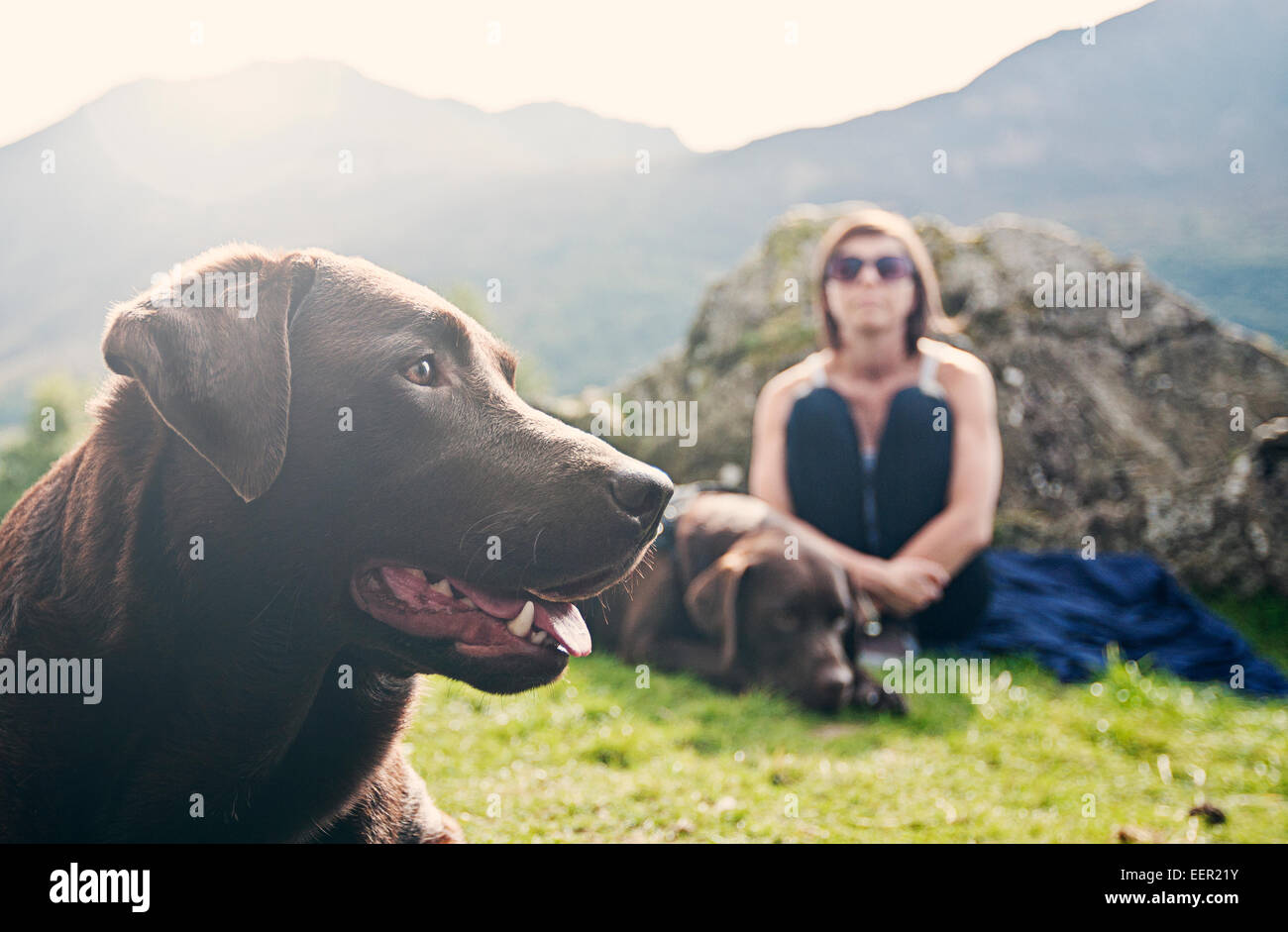 Chocolate Labrador mit Besitzer Stockfoto
