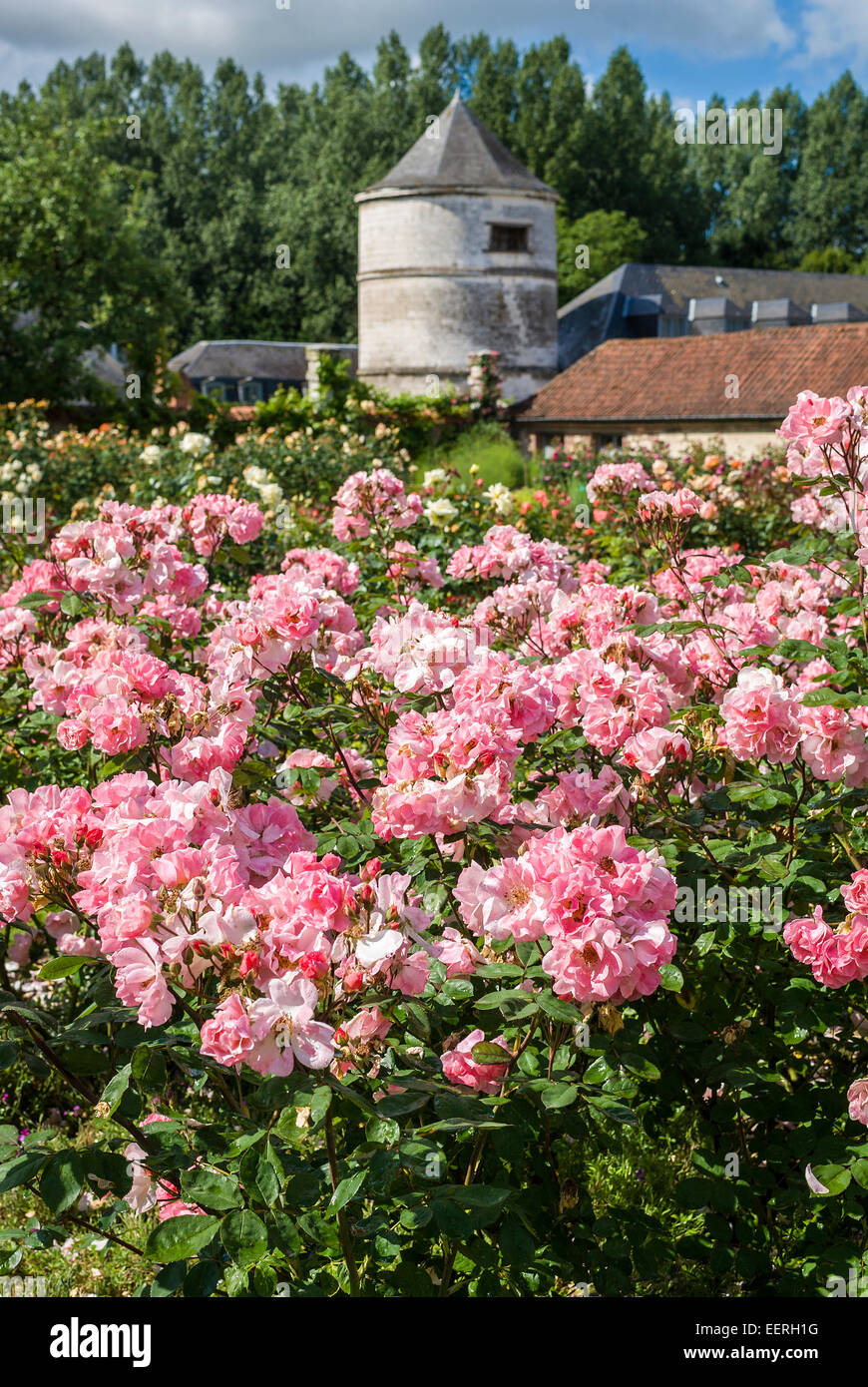 Rosa Floribunda Rosen R. Clair Matin in einem formalen Garten in Picardie Frankreich EU Stockfoto