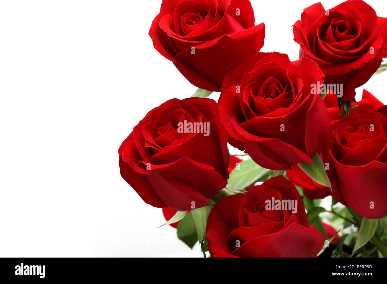 Strauß Rosen auf weißem Hintergrund Stockfoto