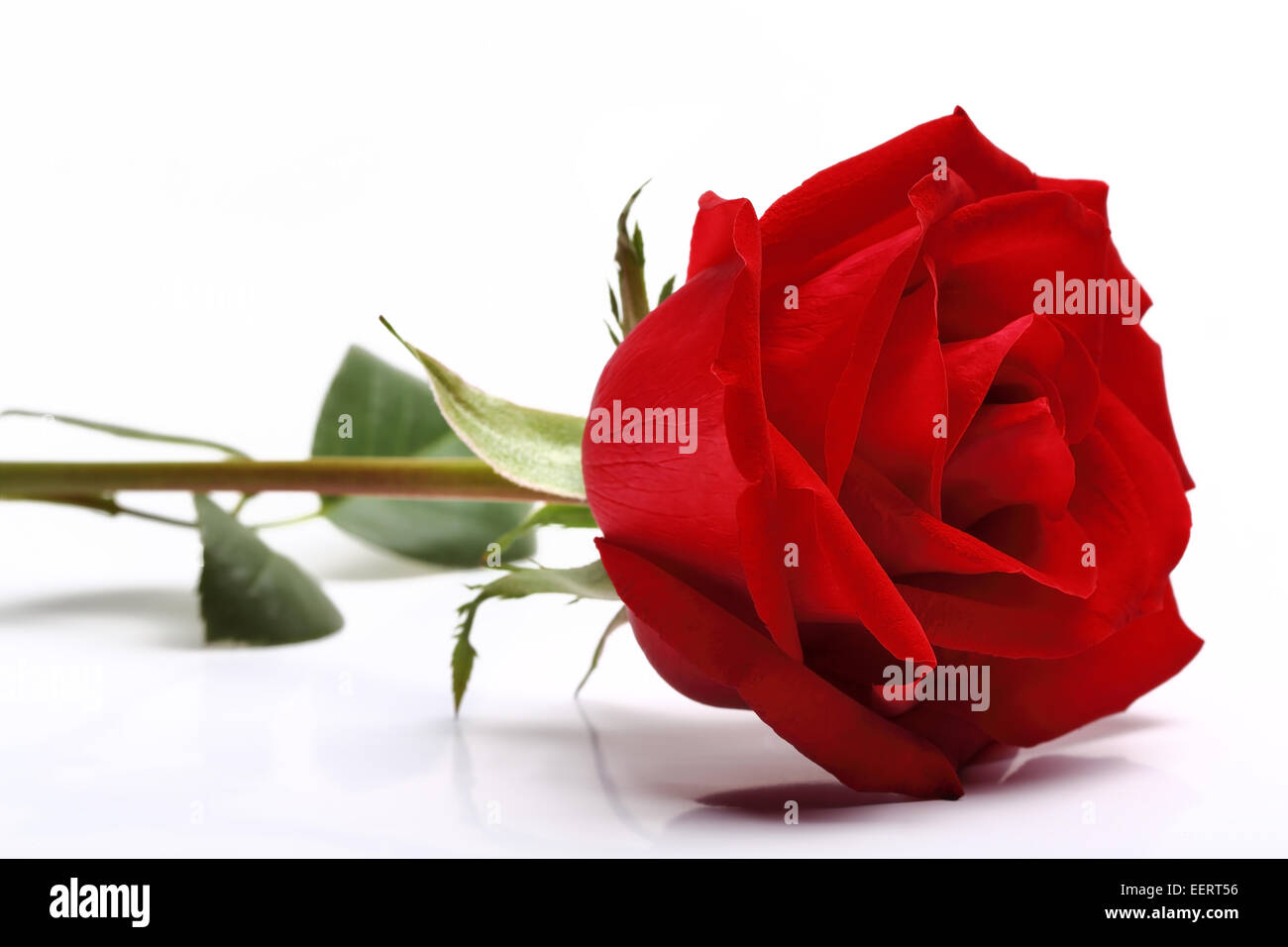 Rose Blume auf weißem Hintergrund Stockfoto