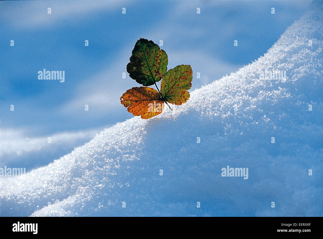 Bramble Blatt aus Schneedecke Stockfoto