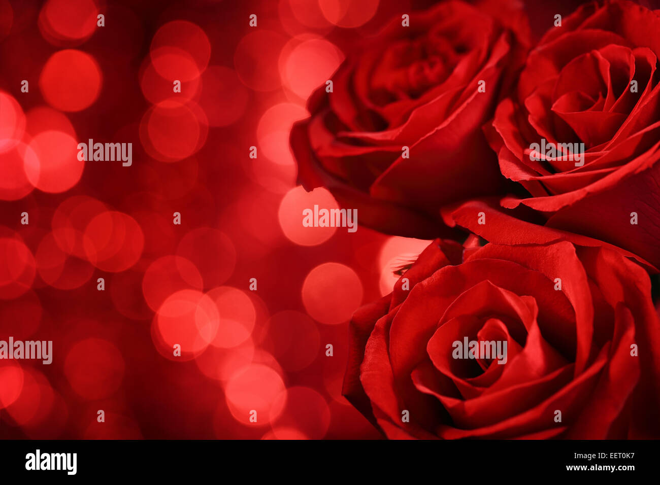 Rote Rosen auf Bokeh Hintergrund, Nahaufnahme. Stockfoto