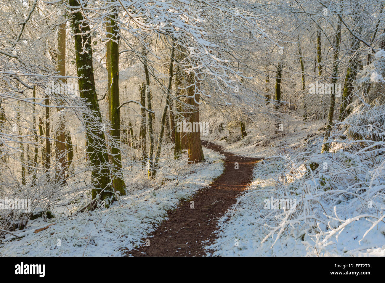 Sonnenlicht in einem schneebedeckten Wald. Stockfoto