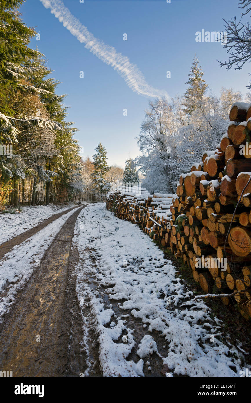 Nadelholz-Protokoll-Stacks in einem verschneiten Wald Stockfoto