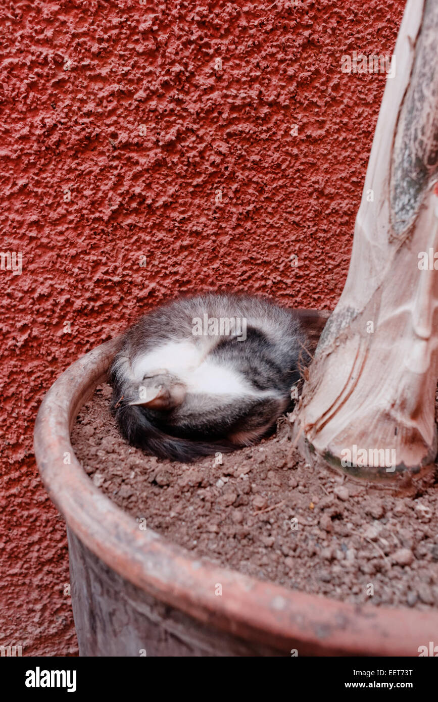 Katze zusammengerollt schlafen in einem Blumentopf mit einer grob behauenen Sand Terrakotta farbigen Wand hinter in den Straßen von Marrakesch Stockfoto