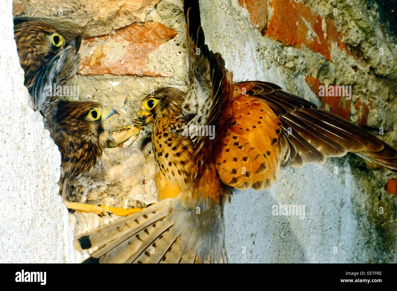 Turmfalke (Falco Tinnunculus) zum Nest mit einer Eidechse an jungen - Close Up - Nest in der Wand eines alten Gebäudes Stockfoto