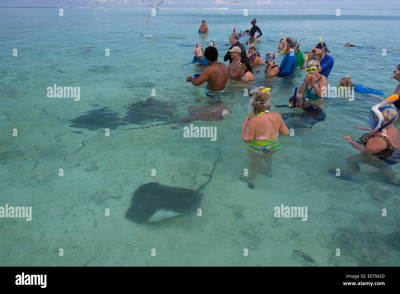 Französisch Polynesien, Bora Bora, Gesellschaftsinseln, Leeward-Inseln. Beliebte Attraktion in Bora Bora ist mit Rochen schwimmen. Stockfoto