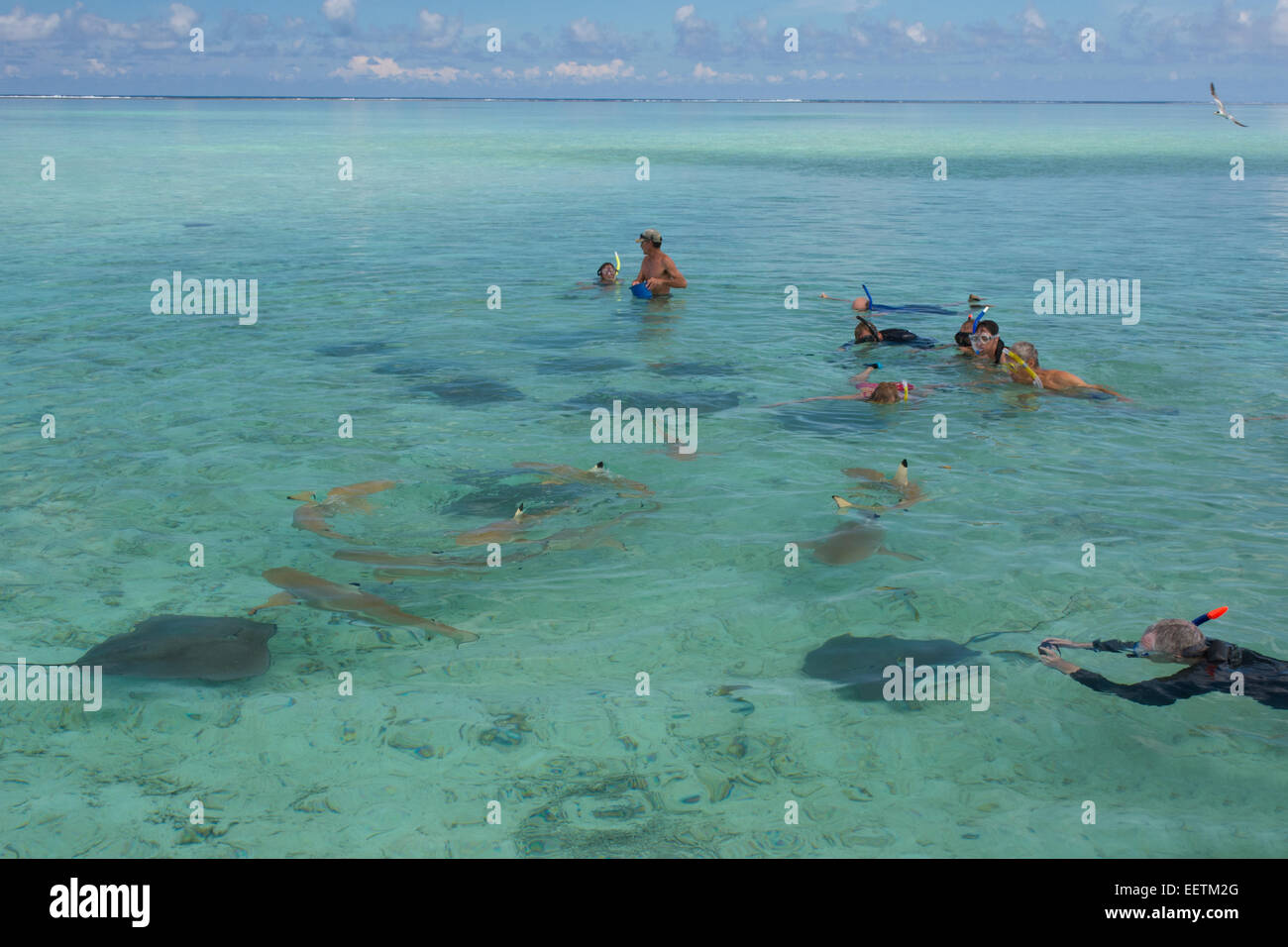 Französisch Polynesien, Bora Bora, Gesellschaftsinseln, Leeward-Inseln. Beliebte Attraktion in Bora Bora ist Schwimmen mit Haien & Strahlen. Stockfoto