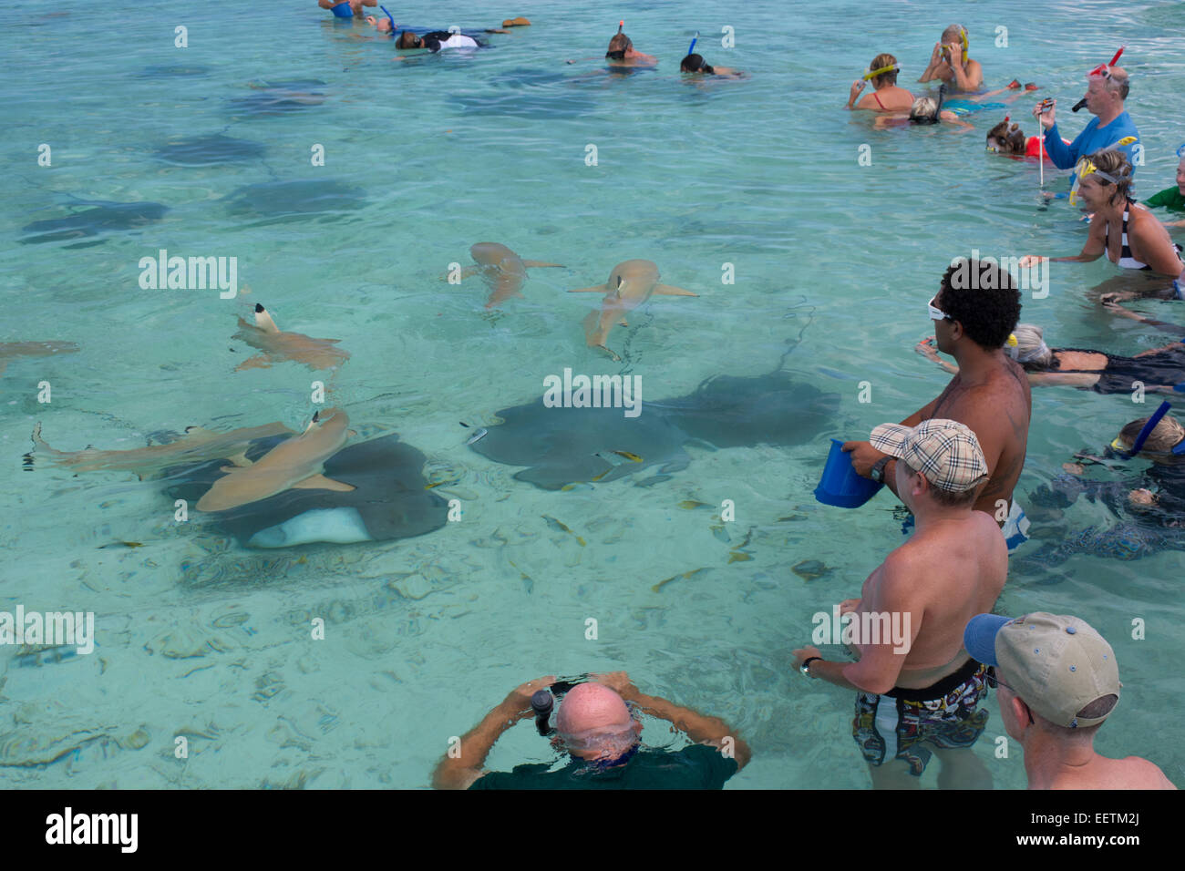 Französisch Polynesien, Bora Bora, Gesellschaftsinseln, Leeward-Inseln. Beliebte Attraktion in Bora Bora ist Schwimmen mit Haien & Strahlen. Stockfoto
