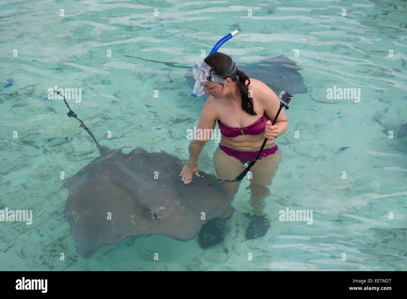 Französisch Polynesien, Bora Bora, Gesellschaftsinseln, Leeward-Inseln. Beliebte Attraktion, Touristen, die Interaktion mit Stingray. Stockfoto