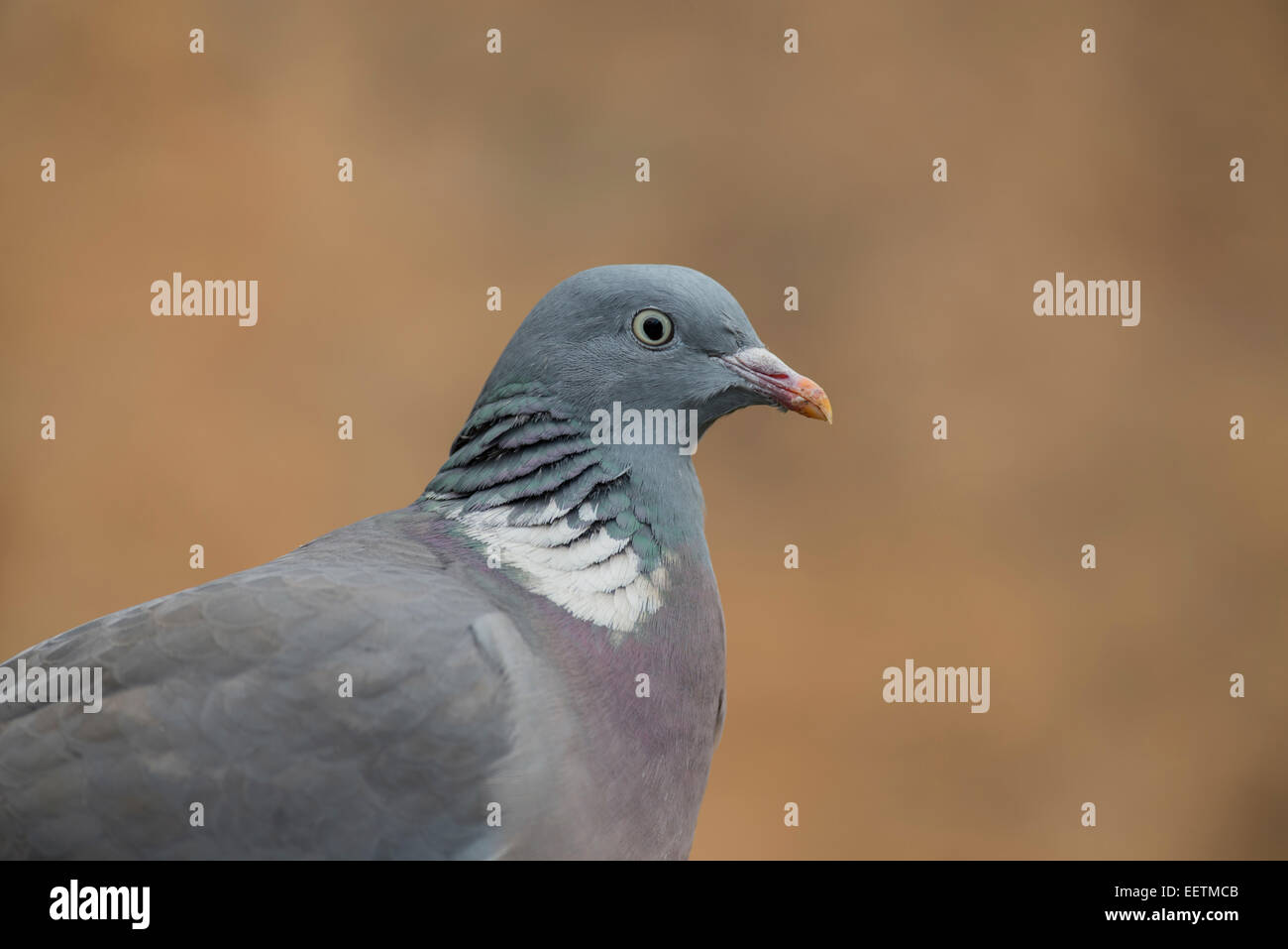 Ringeltaube (Columba Palumbus). Kopf und Brust des Erwachsenen Stockfoto