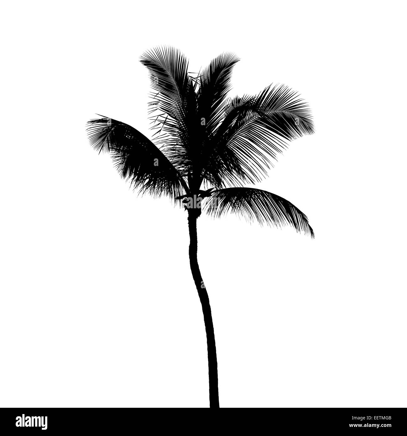 Schwarze Silhouette der Kokospalme, die isoliert auf weißem Hintergrund Stockfoto