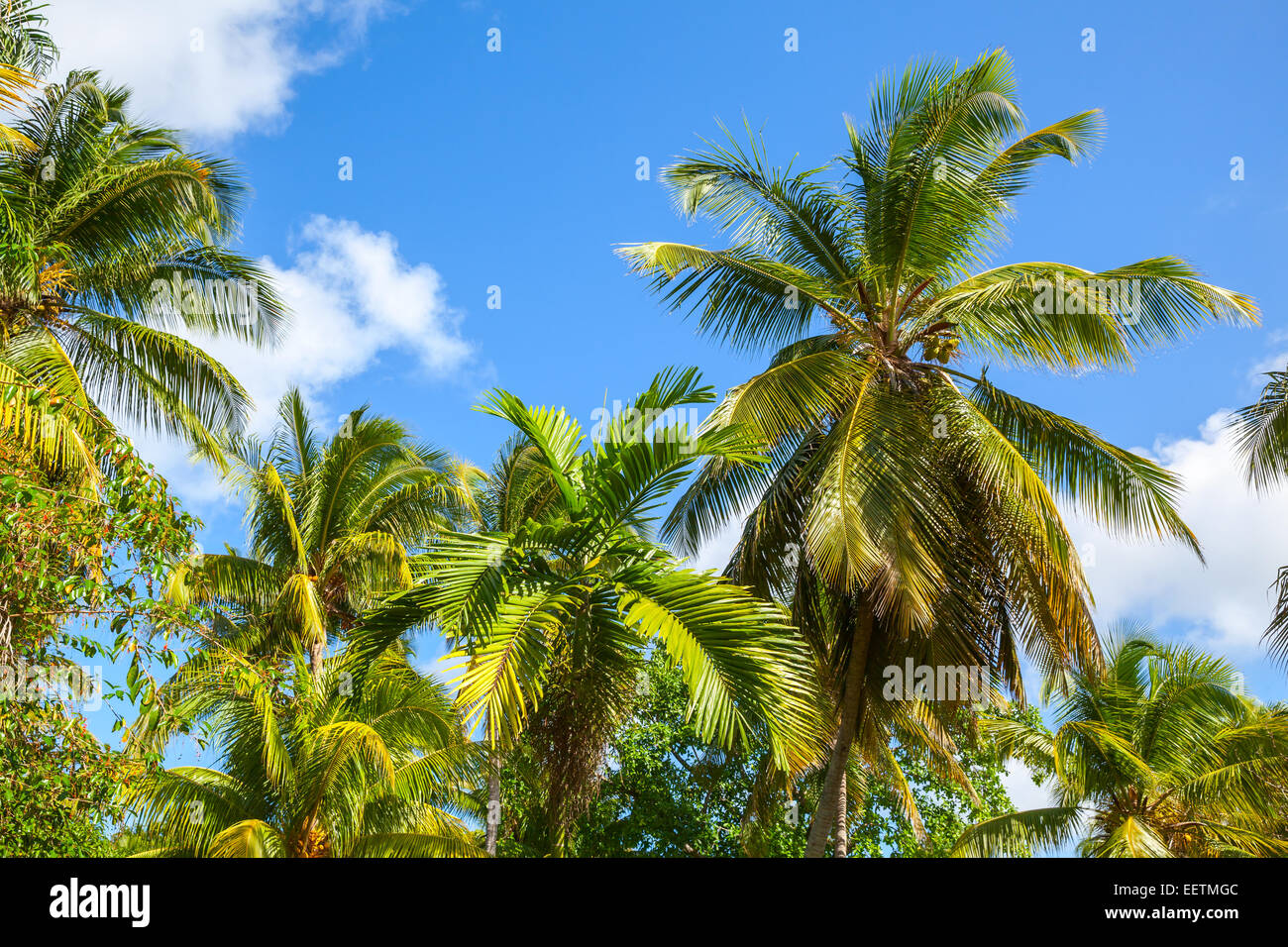 Kokosnuss-Palmen über blauen Himmelshintergrund Stockfoto