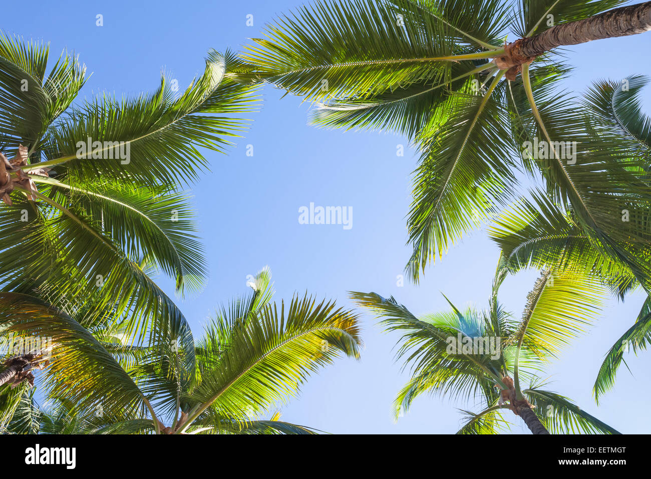 Kokosnuss-Palmen über blauen Himmelshintergrund Stockfoto