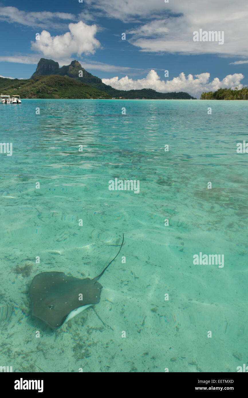 Französisch Polynesien, Bora Bora, Gesellschaftsinseln, Leeward-Inseln. Haapiti, kleine Privatinsel aka Motu. Flache Lagune mit Ray. Stockfoto