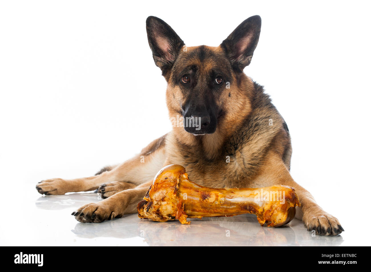 Deutscher Schäferhund mit Knochen isoliert auf weiss Stockfoto