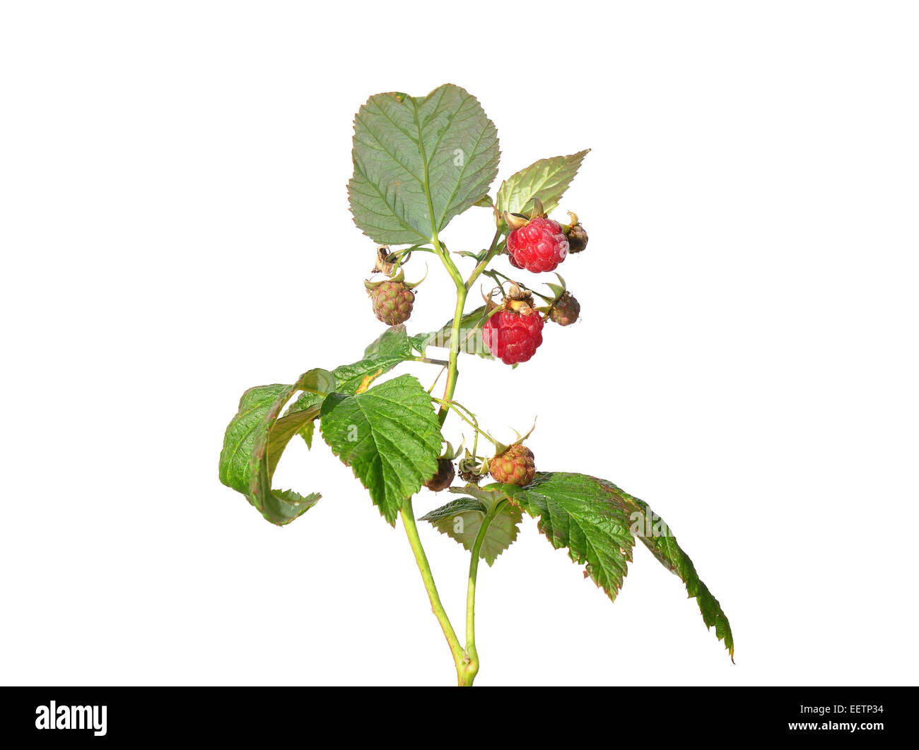 Himbeere (Rubus Idaeus) Stockfoto