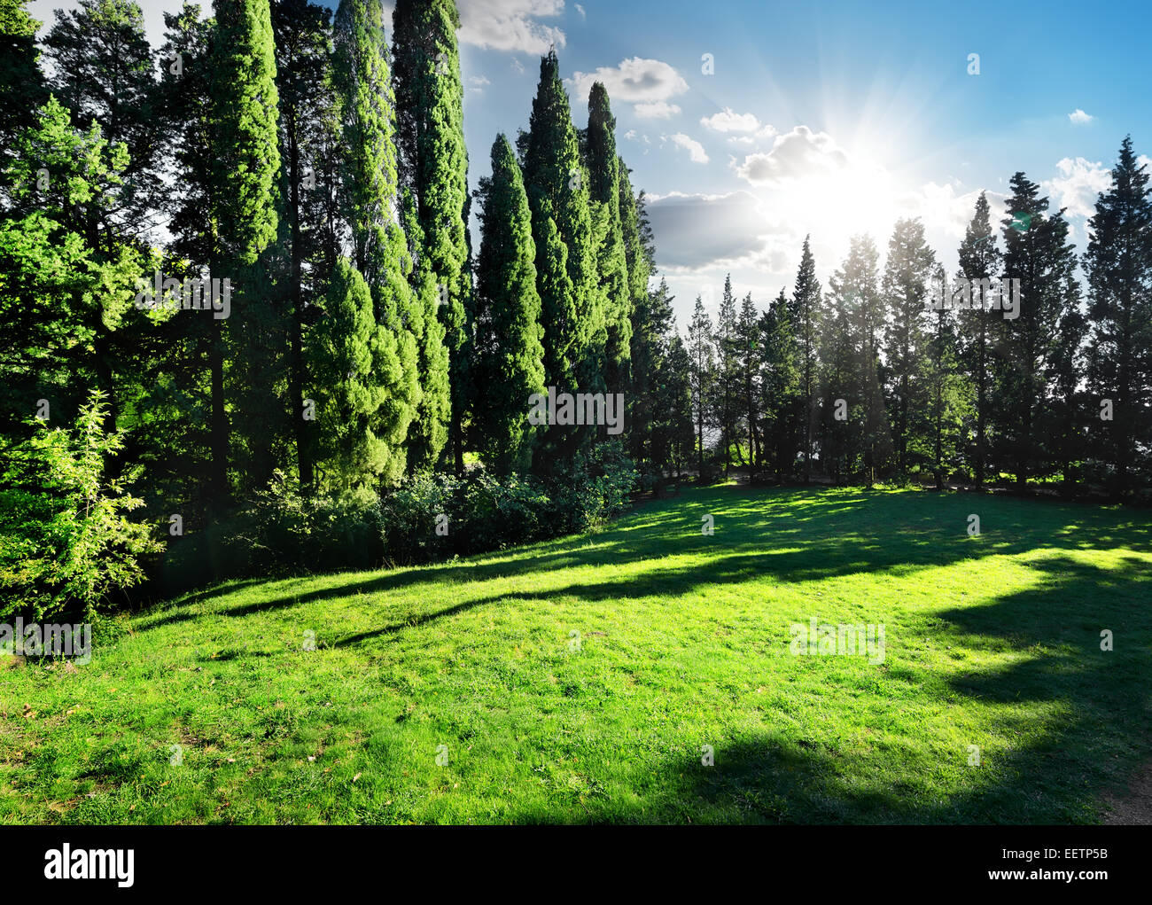 Grüne Zypresse-Park am sonnigen Sommertag Stockfoto