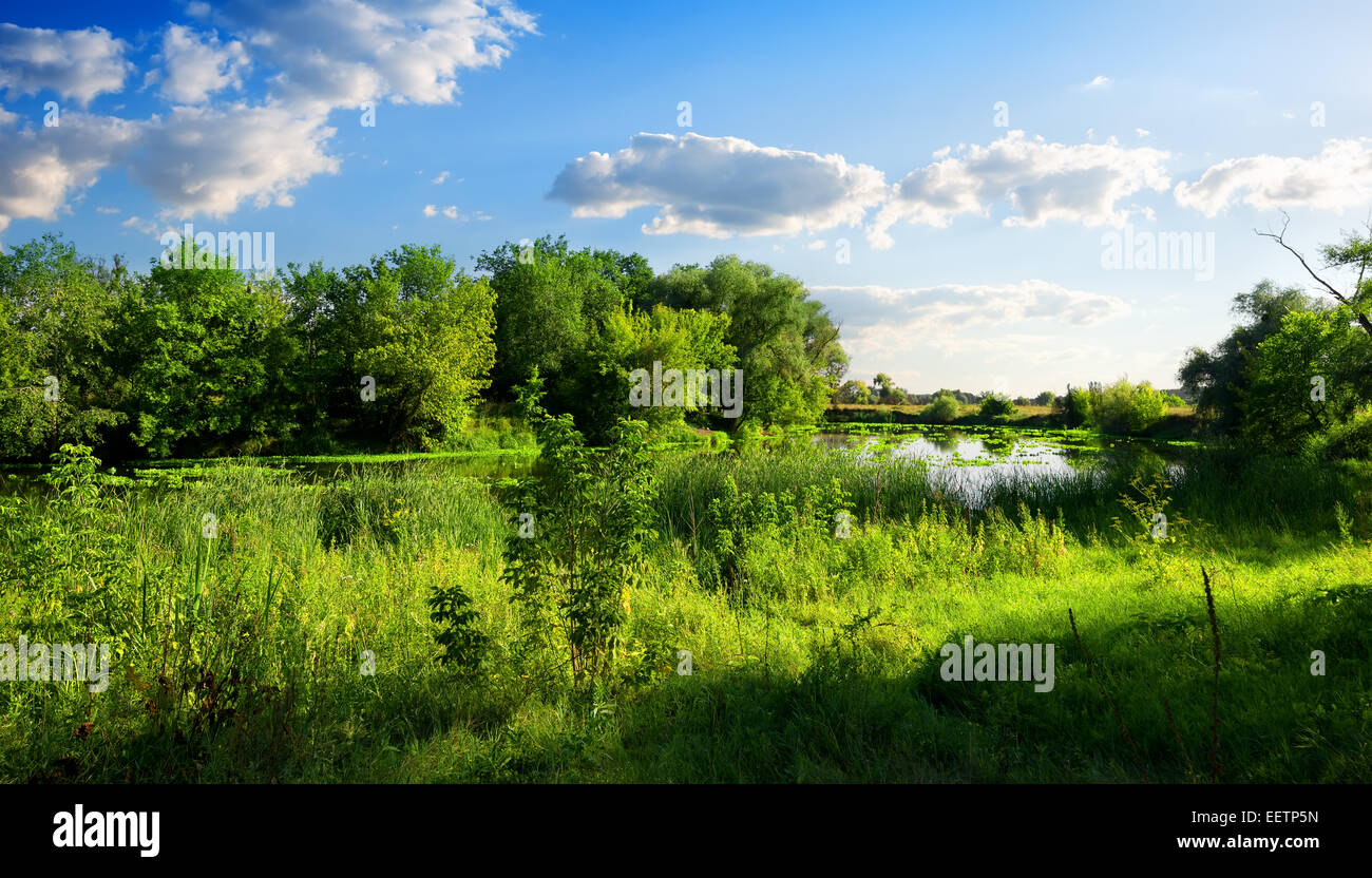 Fluss in einer wunderschönen grünen Natur im Sommer reservieren Stockfoto