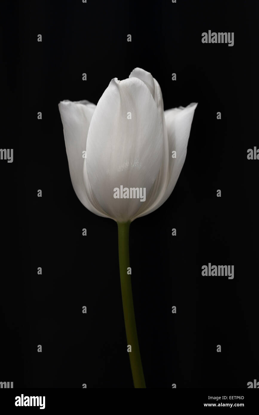Schöne weiße Tulpe auf schwarzem Hintergrund isoliert Stockfoto