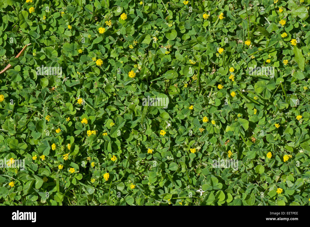 Black Medick, Medicago Lupulina, niederliegend Pflanzen blühen in einem Rasen, Sorrento, Italien, Mai Stockfoto