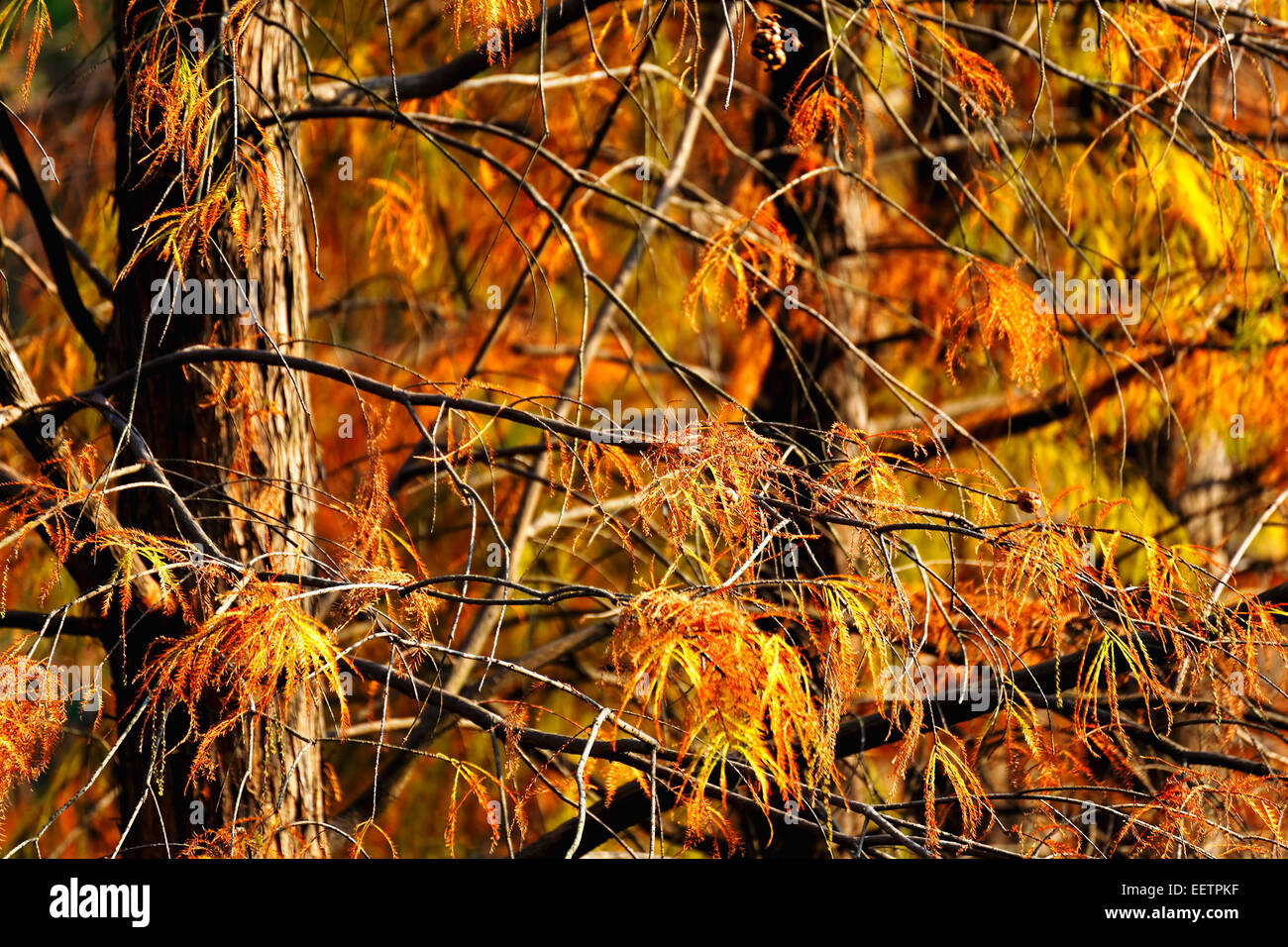 Goldene Herbst mit Sonne und Sonnenstrahlen / schöne Bäume im Wald Stockfoto