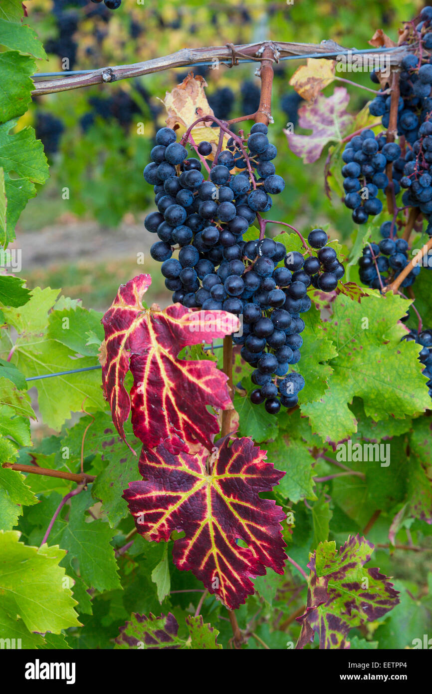 Trauben von Weintrauben auf Reben reif für die Ernte im Weinberg in der Finger Lakes Region des Staates New York Stockfoto