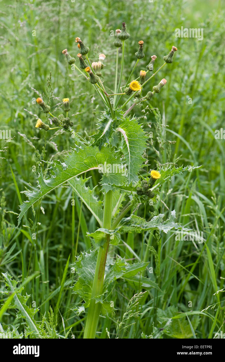Stachelige Sau-Distel, Sonchus Asper, blühende Pflanze im Brachland, Berkshire, Juni Stockfoto