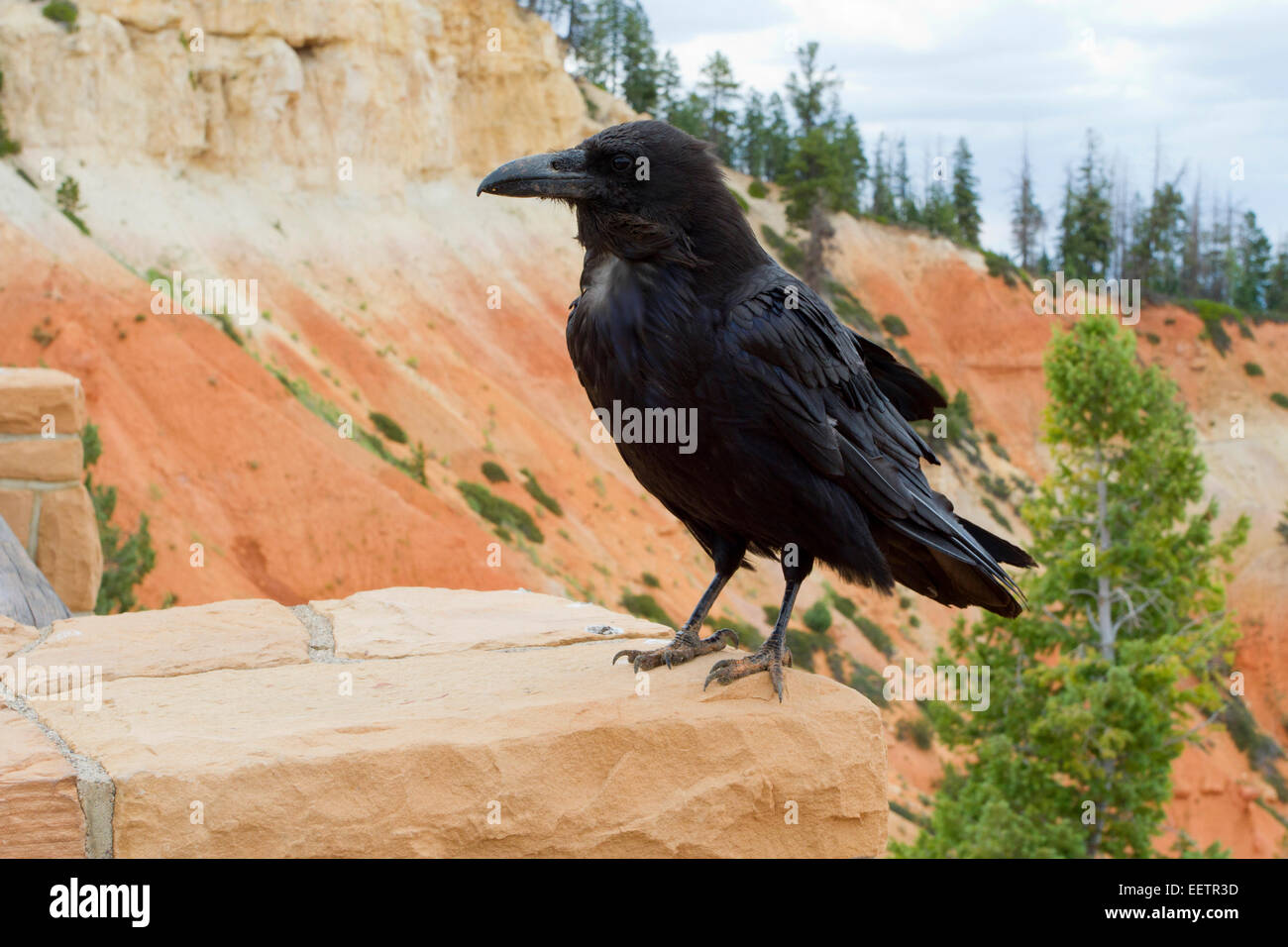 Kolkrabe (Corvus Corax) thront auf einer Wand mit Blick auf die Ponderosa Canyon am Bryce Canon-Nationalpark, Utah, USA im Juli Stockfoto