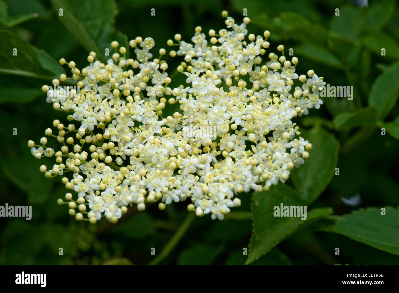 Weiße Blume auf ein Holunderbusch, Sambucus Nigra, Berkshire, Juni Stockfoto