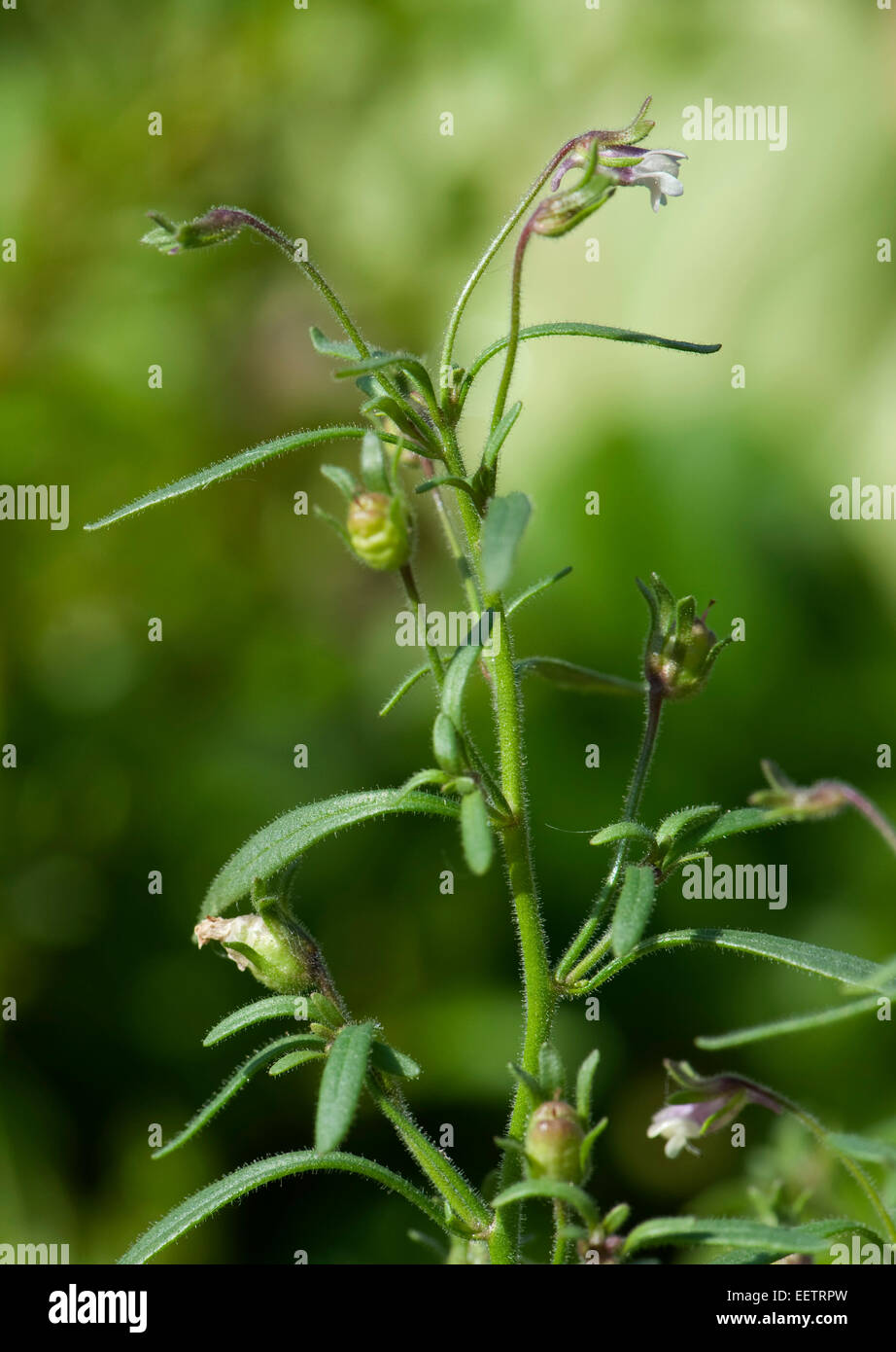 Kleine Toadflax oder Zwerg snapdragon, chaenorhinum Minus, eine kleine blühende Pflanze im Garten, Berkshire, England, UK, Juni Stockfoto