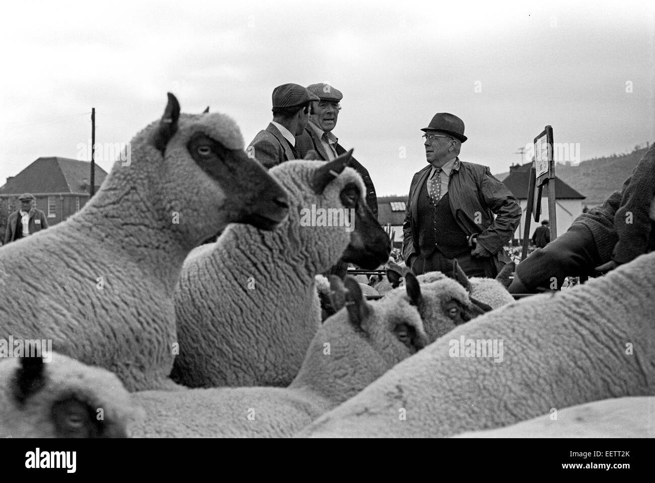 Schaf Land Markt Auktion in Shropshire Landschaft Stockfoto