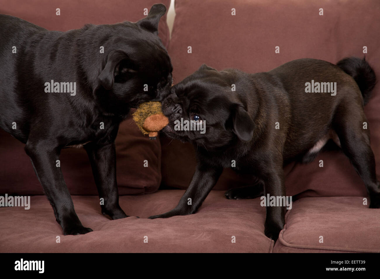 Zwei schwarze Pugs spielen zerren mit einem Stofftier auf dem sofa Stockfoto