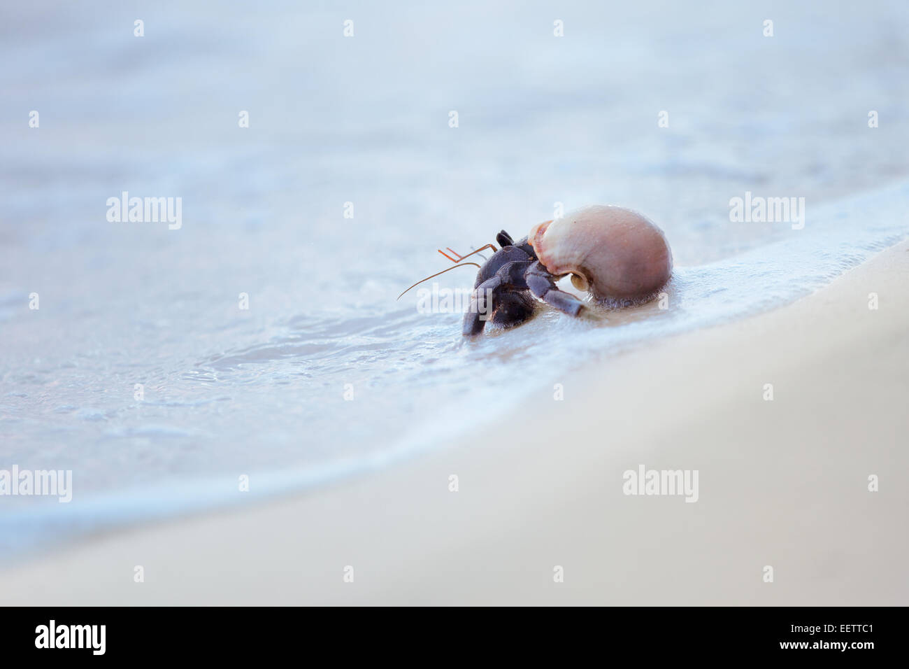 Nahaufnahme von einem Einsiedlerkrebs in der Spirale Schale direkt am Meer Stockfoto