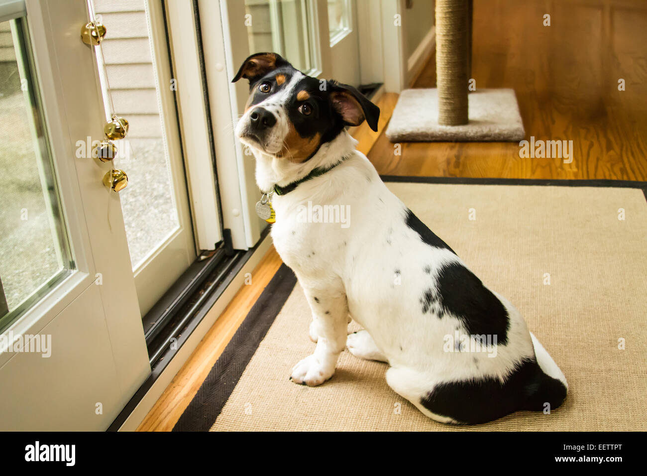 Vier Monate alten Welpen, Jersey, warten geduldig an der Tür nach draußen gehen in Issaquah, Washington, USA. Stockfoto