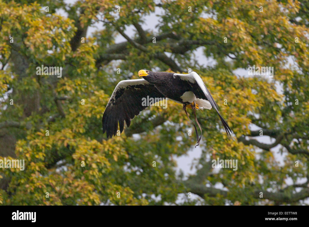 Bird Of Prey am Warwick Castle Stockfoto