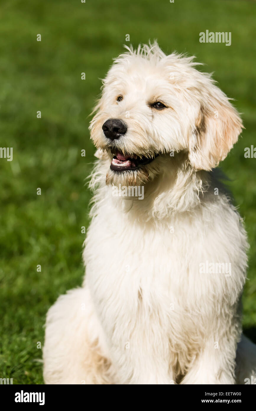 Fünf Monate alte Goldendoodle, Chinook, keuchend nach so viel Spielzeit in ihrem Hinterhof in Issaquah, Washington, USA Stockfoto