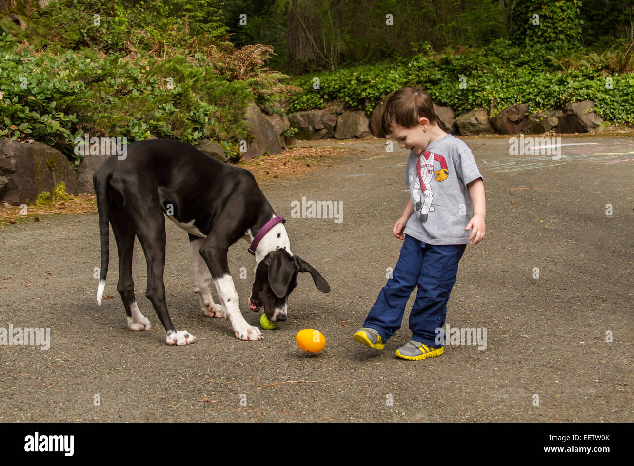 Drei Jahre alter Junge Förderung seiner sechs Monate alten Deutsche Dogge Welpe, Athena, in das Spiel mit seinem Fußball Stockfoto